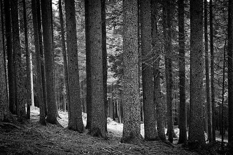 miškas, medis, augalų, medžio kamienas, augmenija, Eglė, juoda ir balta, „Nikon“, Alpės, medžiai, Italija, bandw, linija, eilė, eilutė, bendandi, 35 mm, pobūdį, žemės, bagažinė, ramybė, augimą, nėra žmonių, kraštovaizdį, dieną, aplinką, ne miesto scenoje, ramioje scenoje, grožis gamtoje, lauke, Nuotolinis, vaizdai - gamta, spygliuočių medis, pušynai, 5K, CC0, Viešasis domenas, nemokamai