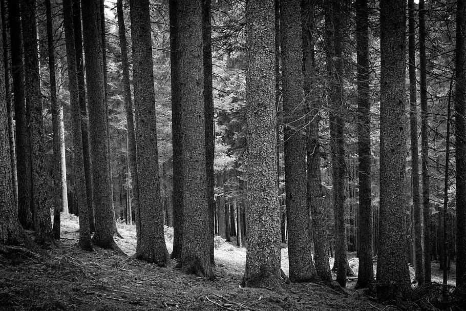 bosc, arbre, planta, tronc de l'arbre, vegetació, picea, blanc i negre, nikon, Alps, arbres, Itàlia, bandw, línia, cua, fila, bendandi, 35 mm, naturalesa, terra, tronc, tranquil·litat, creixement, cap gent, paisatge, dia, medi ambient, escena no urbana, escena tranquil·la, bellesa a la natura, a l'aire lliure, remot, escenics - natura, arbre de coníferes, bosc de pi, 5K
