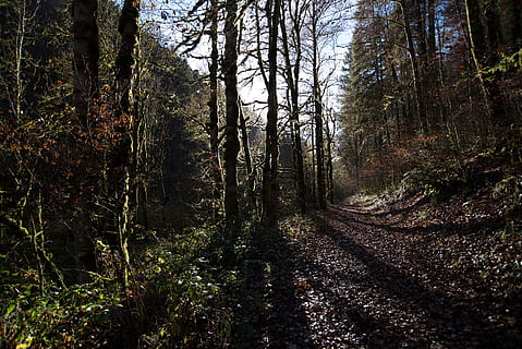 la nature, les forêts, des arbres, branches, brindilles, route, chemin, les plantes, des buissons, lumière, fuite, ombres, ciel, forêt, arbre, plante, terre, tranquillité, des bois, croissance, tronc, tronc d'arbre, scène tranquille, beauté dans la nature, personne, paysages - nature, journée, scène non urbaine, la voie à suivre, lumière du soleil, en plein air, idyllique, Piste, 2K, CC0, domaine public, libre de droits