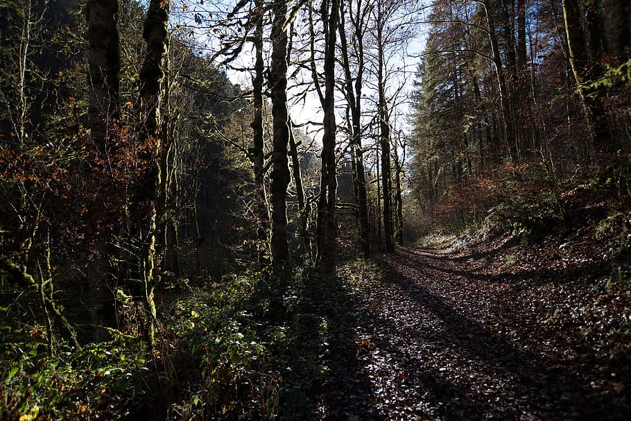 naturalesa, boscos, arbres, branques, carretera, Camí, plantes, arbusts, llum, es va filtrar, ombres, cel, bosc, arbre, planta, terra, tranquil·litat, creixement, tronc, tronc de l'arbre, escena tranquil·la, bellesa a la natura, cap gent, escenics - natura, dia, escena no urbana, el camí a seguir, llum solar, a l'aire lliure, idíl·lic, ruta, 2K