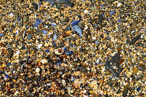 sand, beach, shells, shell, maine, harpswell, blue shells, abundance, large group of objects, land, high angle view, stone, nature, pebble, rock, day, seashell, solid, stone - object, no people, full frame, water, animal wildlife, sea, outdoors, marine, 2K, CC0, public domain, royalty free