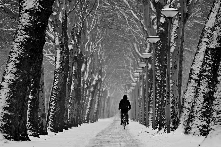 carril, arbre folrat, fila, hivern, neu, carretera, ciclista, perspectiva, fons de pantalla fresc, arbre, planta, vista del darrere, persones reals, temperatura de fred, tronc, tronc de l'arbre, estils de vida, longitud completa, naturalesa, terra, una persona, bosc, dia, caminar, activitat d'oci, transport, a l'aire lliure, treelined, roba calenta, 2K