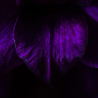 dunkel, Nacht-, violett, Baum, Wald, unheimlich, lila, Frische, Nahansicht, blühende Pflanze, Blume, Verletzlichkeit, Zerbrechlichkeit, Schönheit in der Natur, Pflanze, Blütenblatt, Natur, Wachstum, keine Leute, Blütenstand, Blütenkopf, extreme Nahaufnahme, Magenta, Studioaufnahme, Gemüse, abstrakt, 2K, CC0, gemeinfrei, lizenzfrei