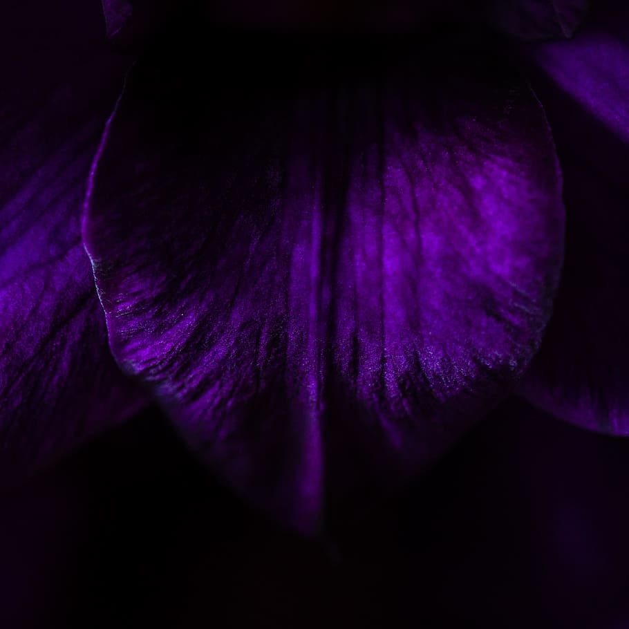 dunkel, Nacht-, violett, Baum, Wald, unheimlich, lila, Frische, Nahansicht, blühende Pflanze, Blume, Verletzlichkeit, Zerbrechlichkeit, Schönheit in der Natur, Pflanze, Blütenblatt, Natur, Wachstum, keine Leute, Blütenstand, Blütenkopf, extreme Nahaufnahme, Magenta, Studioaufnahme, Gemüse, abstrakt, 2K