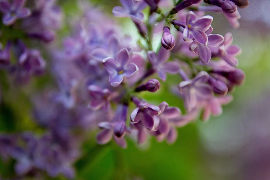 lila, Baum, blühen, Blumen, Frühling, Blume, blühende Pflanze, Schönheit in der Natur, Wachstum, Pflanze, Natur, Verletzlichkeit, Nahansicht, Zerbrechlichkeit, Frische, keine Leute, Schönheit, selektiver Fokus, draußen, Probenhalter, Pflanzenteil, Blütenstand, hell, 5K