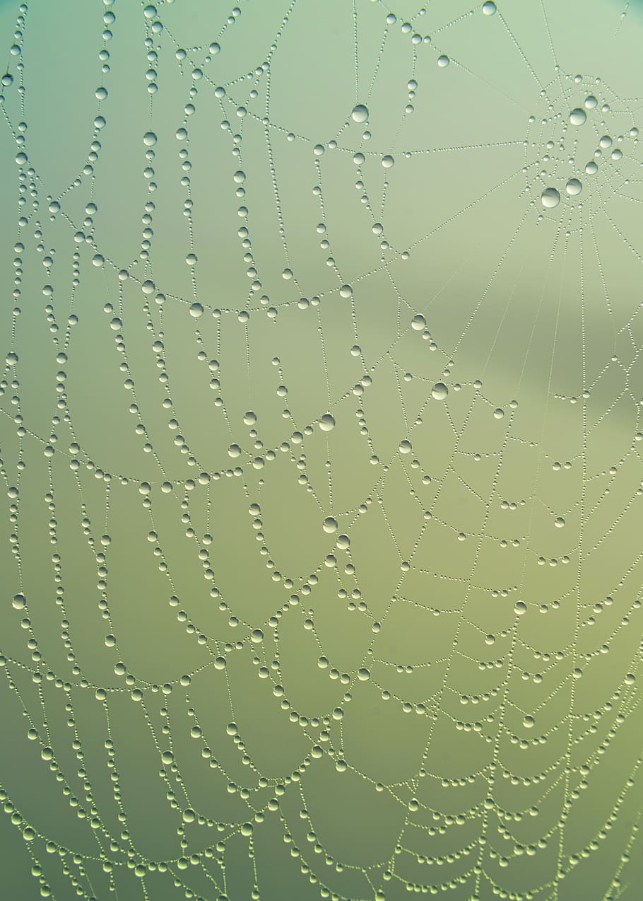 teranyina, degoteig, aigua, duplicació, verd, rosada, naturalesa, gota de rosada, teranyines, morgentau, web, perles, primer pla, gota d’aigua, macro, teles d'aranya, tardor, lichtspiel, humit, rosada del matí, al matí, comptes, tirar, fons, marc complet, fragilitat, cap gent, vulnerabilitat, patró, pluja, frescor, bellesa a la natura, color verd, a l'aire lliure, gota de pluja, puresa, 5K
