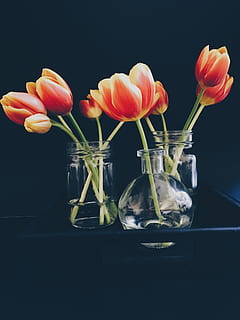 mørk, bord, gul, rød, blomst, plante, vase, glas, krukke, vand, Skærm, blomstrende plante, friskhed, indendørs, skrøbelighed, tæt på, natur, gennemsigtig, sårbarhed, skønhed i naturen, glas - materiale, blomsterhoved, studio skud, ingen mennesker, beholder, tulipan, blomster arrangement, sort baggrund, 4K, CC0, offentligt domæne, royaltyfrie