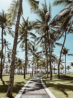 sentier, entourer, des arbres, cocotiers, palmiers, chemin, recours, tropical, arbre, plante, climat tropical, palmier, direction, la voie à suivre, tronc d'arbre, croissance, la nature, ciel, tronc, route, journée, personne, bordé d'arbres, transport, perspective décroissante, beauté dans la nature, tranquillité, lumière du soleil, en plein air, longue, arbre tropical, 2K, CC0, domaine public, libre de droits