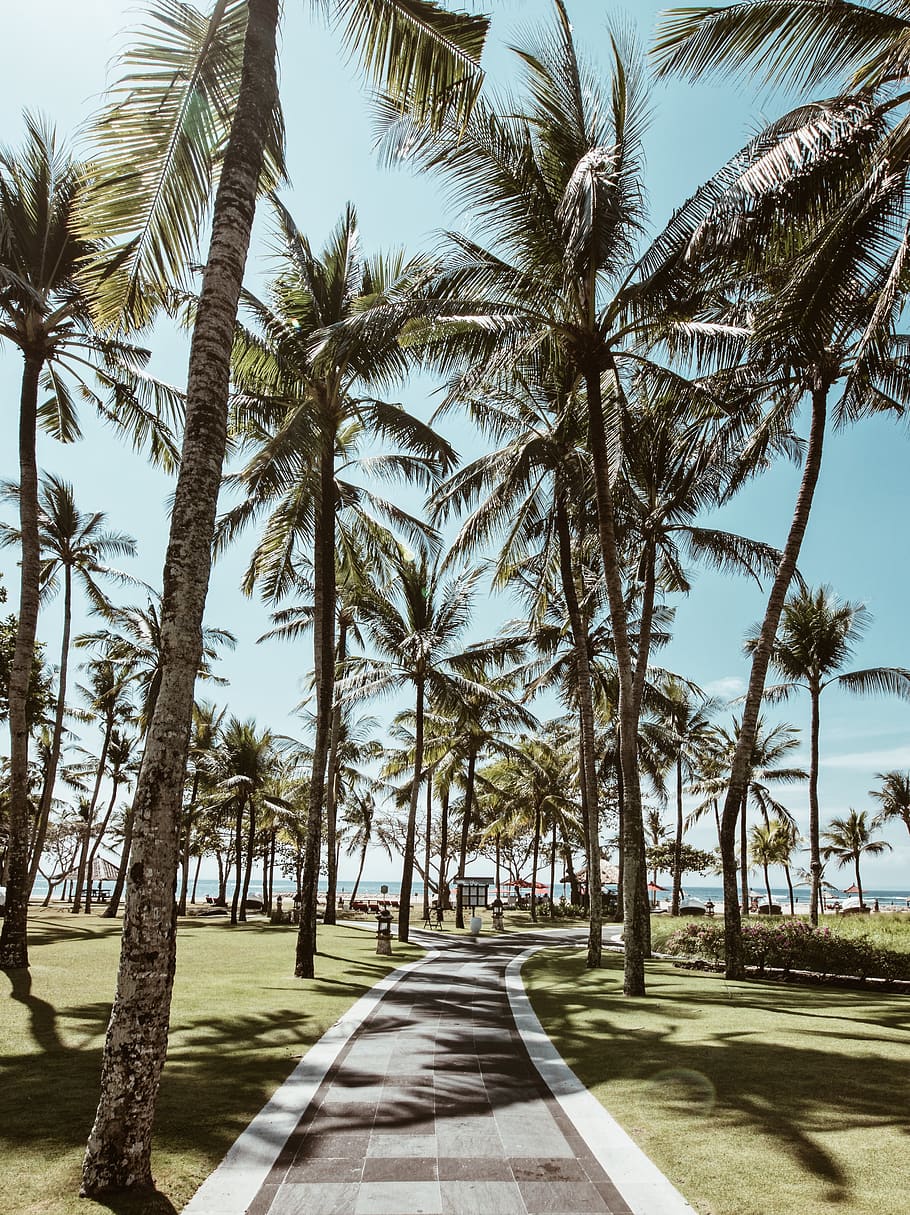 envoltar, arbres, arbres de coco, palmeres, Camí, Resort, tropical, arbre, planta, clima tropical, Palmera, direcció, el camí a seguir, tronc de l'arbre, creixement, naturalesa, cel, tronc, carretera, dia, cap gent, treelined, transport, perspectiva decreixent, bellesa a la natura, tranquil·litat, llum solar, a l'aire lliure, llarg, arbre tropical, 2K
