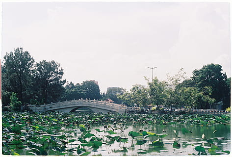 beton, pod, copaci, copac, plantă, apă, cer, arhitectură, construită, natură, pod - om construit, zi, exteriorul clădirii, conexiune, transport, râu, oraș, nor - cer, auto post producție filtru, în aer liber, creştere, nici o persoana, podul arcului, 2K, CC0, domeniu public, fără drepturi de autor