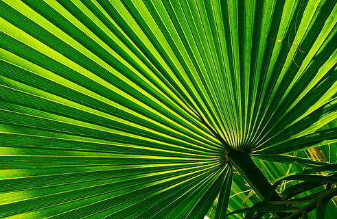 grønn viftehåndtak, grønn, lys, palmetre, tre, Arecaceae, anlegg, laser, årer, blad, silhouette, amfibier, dyr, dyreliv, flis, paraply, baldakin, neon, spindelvev, bilde, fotografering, plante del, palmblad, grønn farge, tropisk klima, vekst, bakgrunn, full ramme, mønster, skjønnhet i naturen, frond, nærbilde, natur, ingen folk, strukturert, naturlig mønster, stripete, utendørs, abstrakte bakgrunner, regnskog, 4K, CC0, offentlig domene, opphavsrett gratis