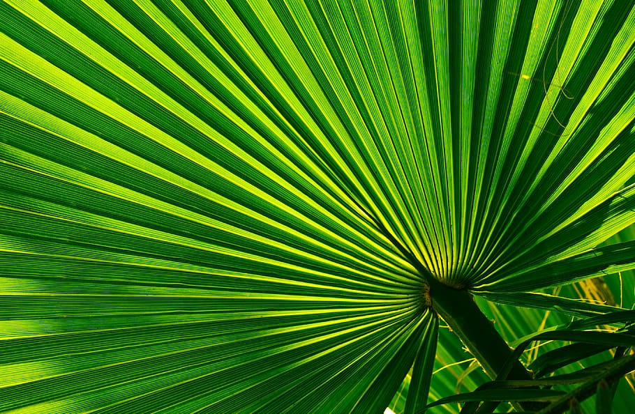 pal de ventall verd, verd, llum, Palmera, arbre, arecaceae, planta, làser, venes, full, silueta, amfibi, animal, vida salvatge, rajola, paraigua, dosser, neó, teranyina, foto, fotografia, part de la planta, fulla de palma, color verd, clima tropical, creixement, fons, marc complet, patró, bellesa a la natura, fronda, primer pla, naturalesa, cap gent, textura, patró natural, ratlles, a l'aire lliure, fons abstractes, selva tropical, 4K