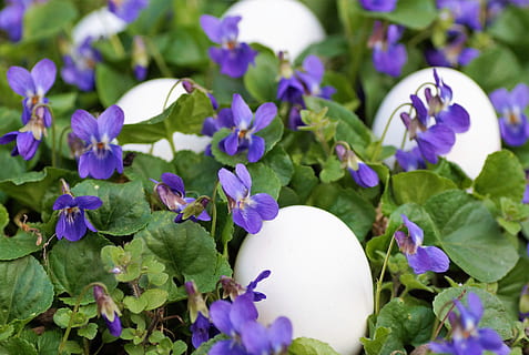 violets, eggs, white, easter, spring, vernal, holiday, the tradition of, habit, custom, merry, purple, close-up, flower, flowering plant, plant, beauty in nature, freshness, egg, nature, growth, vulnerability, fragility, plant part, green color, leaf, no people, day, food, outdoors, food and drink, springtime, flower head, 5K, CC0, public domain, royalty free