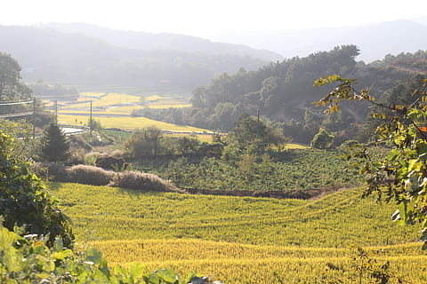 Korea, plante, vækst, scenics - natur, rolig scene, skønhed i naturen, landskab, landbrug, jord, ro, træ, Mark, miljø, landlige scene, natur, gård, grøn farve, dag, bjerg, afgrøde, tåge, ingen mennesker, udendørs, plantage, te afgrøde, vinfremstilling, 5K, CC0, offentligt domæne, royaltyfrie