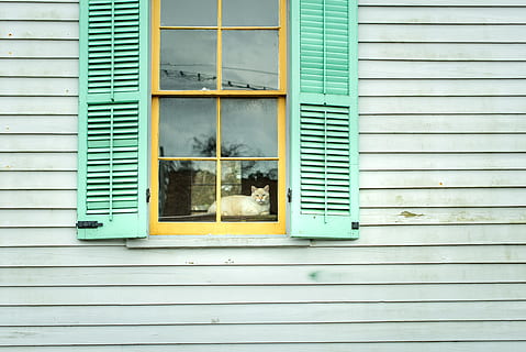 giallo, di legno, finestra, verde, coperture, Casa, gatto, otturatore, colore, dipingere, nuove orleans, guardando fuori, animale, animale domestico, gatto di casa, legno - materiale, architettura, caratteristica della parete, all'aperto, esterno dell'edificio, vecchio, nessuno, facciata, sfondi, natura, struttura costruita, intemperie, blu, vecchio stile, bianca, colore verde, persiane, rustico, avvicinamento, modello, 4K, CC0, dominio pubblico, privo di copyright