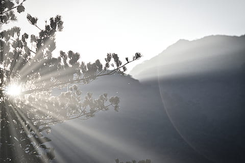 Sonnenlicht tagsüber, Pflanze, Schönheit in der Natur, Ruhe, Baum, Himmel, Natur, keine Leute, ruhige Szene, Nebel, Tag, Szenen - Natur, Sonnenstrahl, Sonne, Wachstum, kalte Temperatur, Sonnenlicht, Linseneffekt, draußen, Umgebung, hell, 5K, CC0, gemeinfrei, lizenzfrei