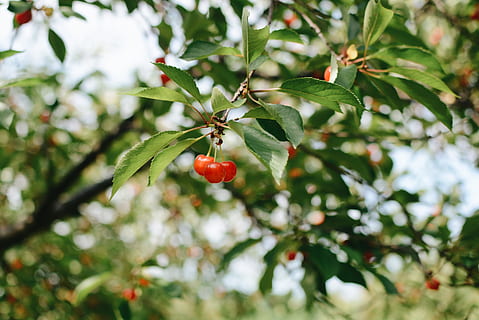rote Kirschfrucht, Kirsche, Obst, Pflanze, Flora, Lebensmittel, produzieren, Baum, Vereinigte Staaten, Reich, rot, Grün, Wald, organisch, Ernte, Tiefenschärfe, Blatt, Blätter, Natur, draußen, gesundes Essen, Essen und Trinken, Pflanzenteil, Wachstum, Fokus auf den Vordergrund, Frische, Tag, Wohlbefinden, Ast, grüne Farbe, keine Leute, Nahansicht, Beerenfrucht, Schönheit in der Natur, reif, Vogelbeere, 2K, CC0, gemeinfrei, lizenzfrei