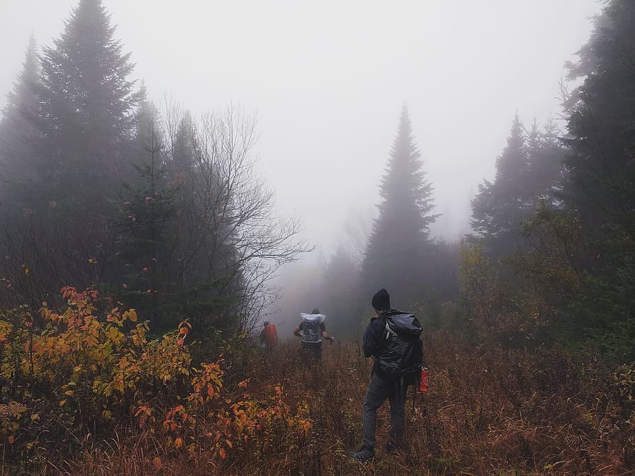 tres, homes, caminar, bosc, persona, humà, gent, parc montagne du diable, Canadà, gatineau, gris, boira, temps, naturalesa, motxilla, bossa, a l'aire lliure, senderisme, activitats de lleure, arbre, terra, planta, vegetació, activitat d'oci, persones reals, una persona, vista del darrere, estils de vida, bellesa a la natura, activitat, longitud completa, creixement, dia, tranquil·litat, temes de fotografia, fotògraf, 4K