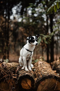 autumn, walk, forest, foggy, weather, november, fog, fall, woods, one animal, animal themes, animal, mammal, tree, vertebrate, pets, domestic animals, domestic, plant, no people, dog, nature, canine, lemur, land, focus on foreground, day, looking, small, 5K, CC0, public domain, royalty free