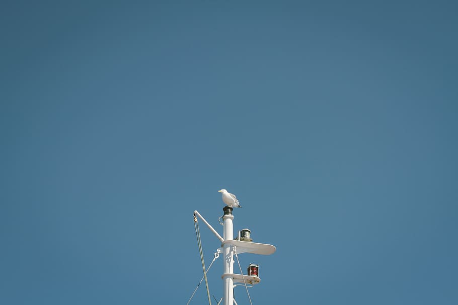 Vogel, Weiß, Post, Mast, Barsch, Möwe, Schiff, Himmel, Blau, blauer Himmel, Seevogel, Antenne, Vogelperspektive, Licht, kopieren sie platz, Technologie, Kommunikation, Natur, klarer Himmel, Flachwinkelansicht, Tag, keine Leute, Megaphon, die Architektur, Antenne - Antenne, Verbindung, kabellose Technologie, draußen, Umweltschutz, Rundfunk-, Sonnenlicht, sonnig, 5K