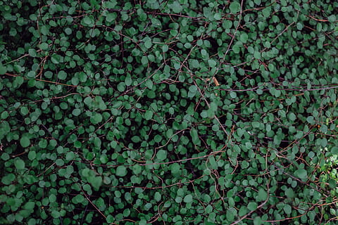 Grün, minimal, Muster, Natur, botanisch, Pflanze, gebunden, Wachstum, Pflanzenteil, grüne Farbe, Blatt, Vollbild, keine Leute, Efeu, Tag, Schönheit in der Natur, Baum, Hintergründe, Frische, Kriechpflanze, draußen, Essen und Trinken, gesundes Essen, Lebensmittel, Obst, 4K, CC0, gemeinfrei, lizenzfrei