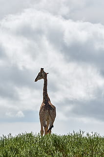 Giraffe, Stehen, Rasenplatz, wolke - himmel, Tierthemen, Tier, Tierwelt, Himmel, Tiere in freier Wildbahn, Pflanze, Natur, Feld, Gras, Wirbeltier, Tag, keine Leute, Land, Säugetier, zwei tiere, Gruppe von Tieren, Schönheit in der Natur, in voller Länge, Tierfamilie, pflanzenfressend, 5K, CC0, gemeinfrei, lizenzfrei
