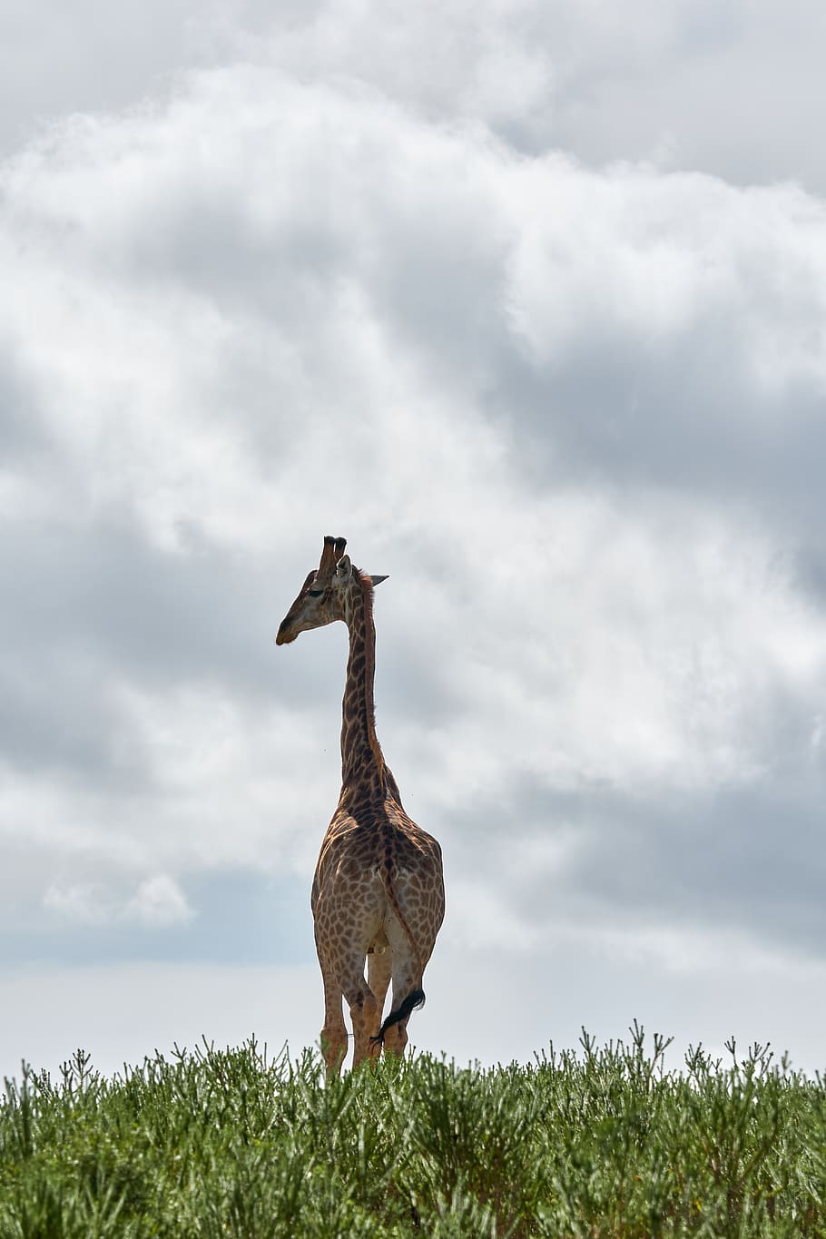 Giraffe, Stehen, Rasenplatz, wolke - himmel, Tierthemen, Tier, Tierwelt, Himmel, Tiere in freier Wildbahn, Pflanze, Natur, Feld, Gras, Wirbeltier, Tag, keine Leute, Land, Säugetier, zwei tiere, Gruppe von Tieren, Schönheit in der Natur, in voller Länge, Tierfamilie, pflanzenfressend, 5K