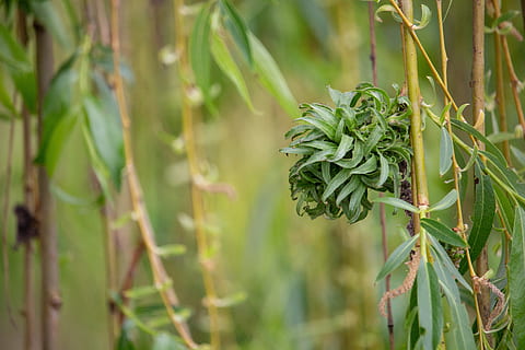 pil, træ, natur, forår, plante, grøn, blade, vækst, grøn farve, fokus på forgrunden, skønhed i naturen, tæt på, ingen mennesker, dag, plante del, blad, jord, ro, Mark, udendørs, selektiv fokusering, bambus - plante, landbrug, friskhed, plantage, 5K, CC0, offentligt domæne, royaltyfrie