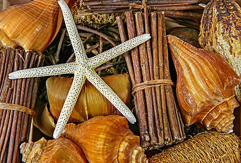 moře, hlemýždi, kryt, mořská hvězdice, stálý život, zvíře, Příroda, shell, pláž, makro, Limetka, zblízka, měkkýšů, dekorativní, sbírka, jídlo a pití, jídlo, svěžest, nikdo, velká skupina objektů, detail, Zdravé stravování, vysoký úhel pohledu, blahobyt, trh, hnědý, výběr, maloobchodní, pozadí, na prodej, variace, celý rám, hojnost, uvnitř, francouzské jídlo, 4K