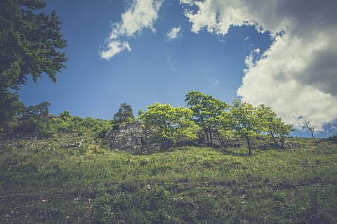 verde, árboles de hojas, ladera, tiempo de día, nubes, hierba, colina, naturaleza, cielo, arboles, planta, árbol, paisaje, nube - cielo, tierra, ambiente, tranquilidad, belleza en la naturaleza, paisajes - naturaleza, color verde, escena tranquila, campo, nadie, bosque, crecimiento, día, escena no urbana, al aire libre, bosque de pinos, 5K, CC0, dominio público, libre de derechos