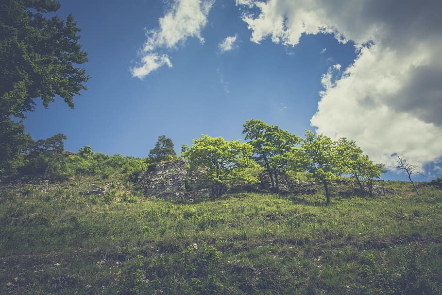verde, alberi lasciati, pendio, giorno, nuvole, erba, collina, natura, cielo, alberi, pianta, albero, paesaggio, nuvola - cielo, terra, ambiente, la tranquillità, bellezza nella natura, scenics - natura, colore verde, scena tranquilla, campo, nessuno, foresta, crescita, scena non urbana, all'aperto, bosco di pini, 5K