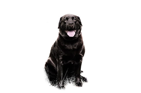 Labrador, soltero, marrón, perro, divertido, animal, blanco, gracioso, dulce, amoroso, cuidando, mascota, un animal, mascotas, canino, animales domesticos, nacional, mamífero, foto de estudio, vertebrado, de color negro, retrato, mirando a la cámara, copia espacio, adentro, Fondo blanco, nadie, sentado, lengua animal, boca abierta, perro de raza pura, boca de animal, agresión, 4K, CC0, dominio público, libre de derechos