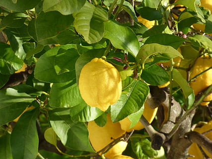 lemon, tree, fruit, citrus, leaves, leaf, plant part, plant, food and drink, food, growth, healthy eating, freshness, nature, green color, close-up, wellbeing, fruit tree, branch, no people, yellow, agriculture, day, outdoors, ripe, 4K, CC0, public domain, royalty free