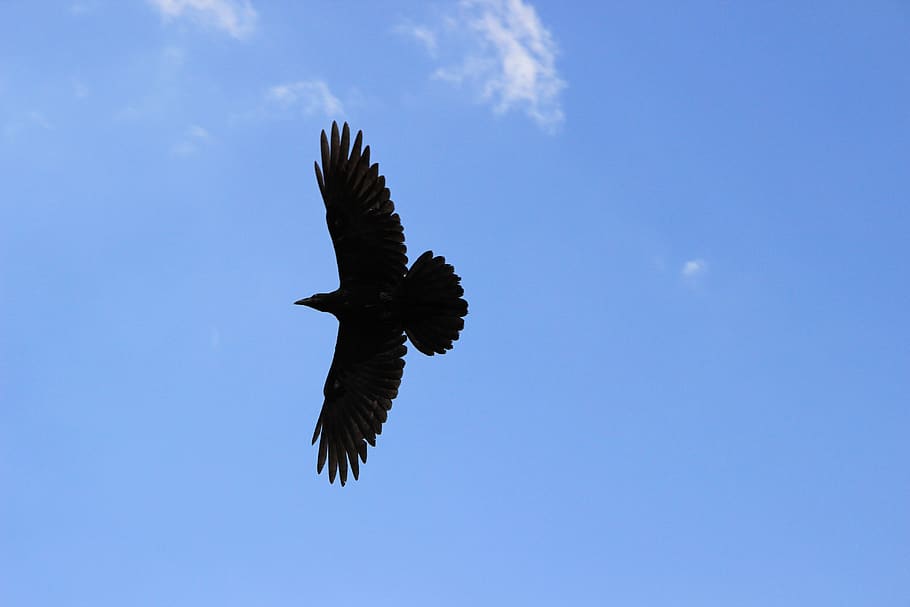 dom, obertes ales, volant, cel, ocell, ocell negre, Corb, fauna animal, animals a la natura, vertebrats, animal, vista d’angle baix, un animal, temes d'animals, ales separades, cap gent, blau, dia, naturalesa, núvol - cel, moviment, a l'aire, bellesa a la natura, a l'aire lliure, àguila, 5K