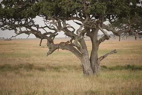 leopard, plantă, copac, iarbă, camp, natură, nici o persoana, zi, animale în sălbăticie, peisaj, animale sălbatice, teren, mediu inconjurator, creştere, liniște, mamifer, animale tematice, animal, frumusețe în natură, ramură, în aer liber, erbivor, 2K, CC0, domeniu public, fără drepturi de autor