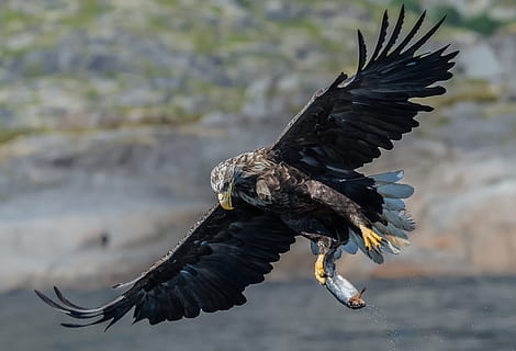 Adler, Seeadler, Vogel, Raubtier, der Seeadler, Smola steigt auf, Flügel, Frühling, Jäger, wild, fliegend, Tier, Tierthemen, Tierwelt, Tiere in freier Wildbahn, die Flügel ausbreiten, Wirbeltier, ein Tier, Fokus auf den Vordergrund, Raubvogel, in der Luft, Adler - Vogel, Natur, keine Leute, Tag, Bewegung, schwarze Farbe, draußen, Mund offen, 2K, CC0, gemeinfrei, lizenzfrei
