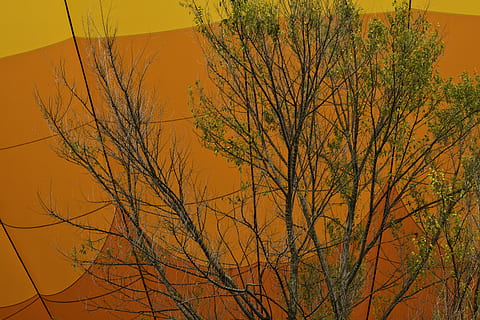 planta, árbol, arce, hoja, naturaleza, vegetación, al aire libre, paisaje, arte Moderno, Art º, alerce, conífera, modelo, incendio forestal, fuego, animal, cardenal, pájaro, tronco de arbol, otoño, color naranja, cambio, rama, árbol desnudo, belleza en la naturaleza, nadie, paisajes - naturaleza, tranquilidad, cielo, día, tierra, vista de ángulo bajo, amarillo, escena tranquila, idílico, 4K, CC0, dominio público, libre de derechos