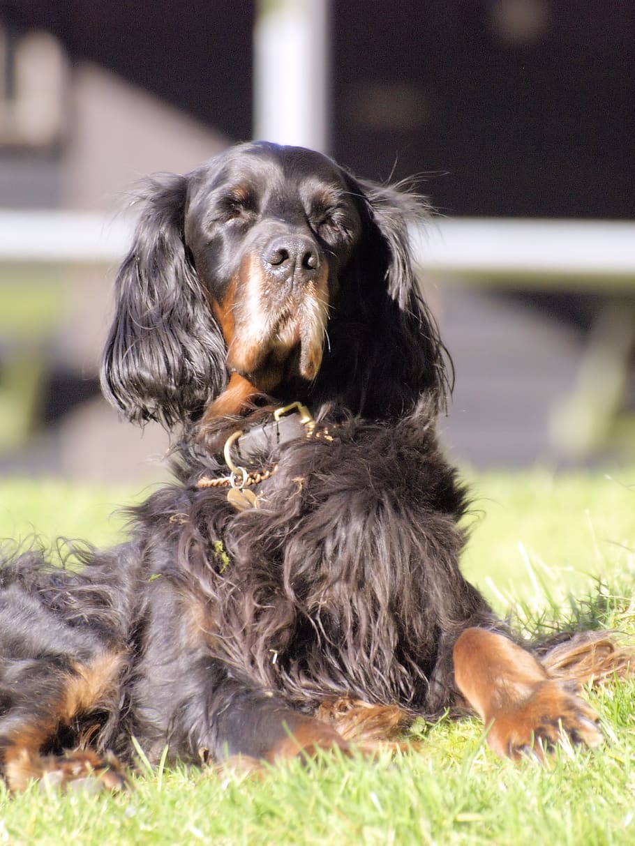 Pes, gordon setter, sedící, opalování, psí, savec, zvířat, domácí mazlíčci, jednoho zvířete, domácí, domácí zvířata, zvíře, obratlovců, zvířecí chlupy, zaměřit se na popředí, nikdo, Černá barva, den, relaxace, vlasy, mladé zvíře, detail, malý, shih tzu, 2K