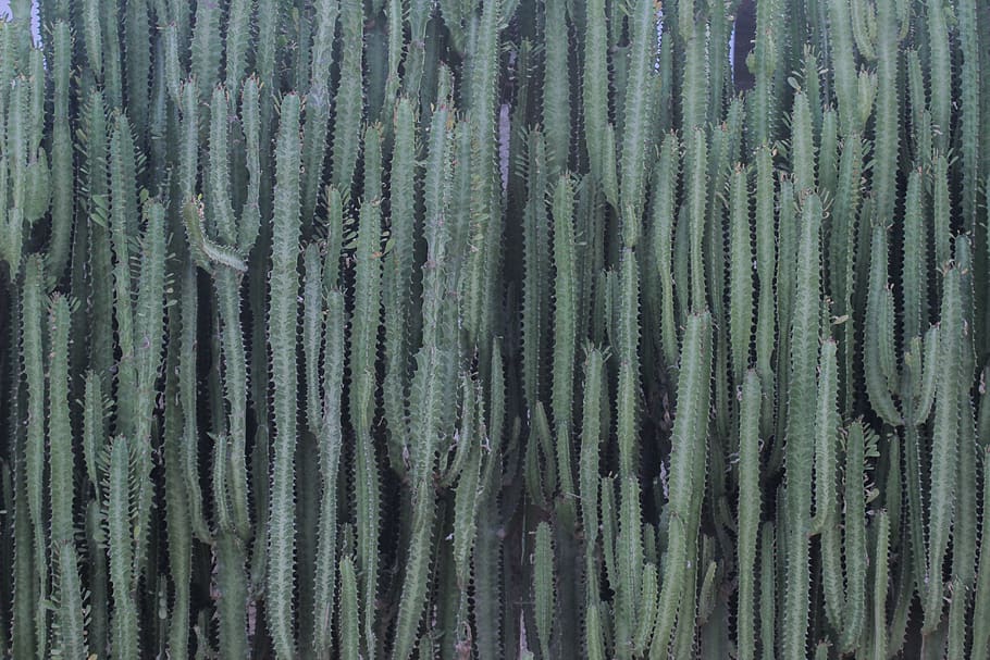 planta, cactus, alfombra, textura, Cuba, verde, goma de borrar, flor, brote, araña, arácnido, insecto, invertebrado, araña de jardín, animal, inflable, cardenal, pájaro, antecedentes, fotograma completo, nadie, modelo, crecimiento, color verde, día, naturaleza, belleza en la naturaleza, al aire libre, tierra, de cerca, texturizado, árbol, abundancia, bosque, cerca, repetición, campo, 5K