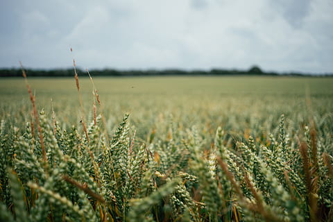 Roggenfeld, Landwirtschaft, Hintergrund, Gerste, Brot, Müsli, Ernte, Bauernhof, Feld, Lebensmittel, Deutschland, Korn, Grün, Wachstum, Landschaft, Natur, Pflanze, reif, rügen, ländlich, Roggen, Szene, Samen, Stengel, Sommer-, Weizen, Land, Umgebung, Getreidepflanze, Himmel, ländliche Szene, Ruhe, Schönheit in der Natur, keine Leute, ruhige Szene, Tag, Szenen - Natur, wolke - himmel, draußen, Hafer - Ernte, 4K, CC0, gemeinfrei, lizenzfrei