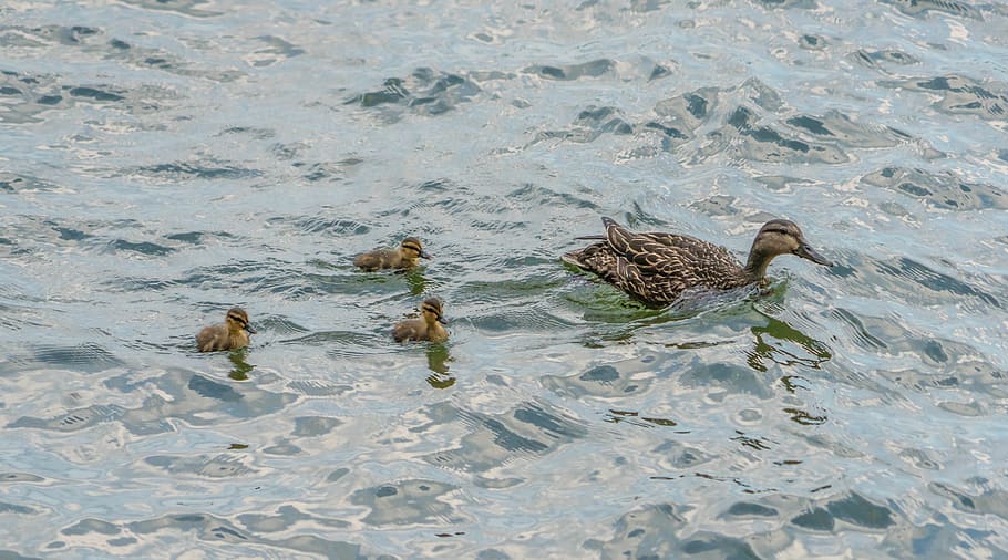 Enten, Küken, Natur, Vogel, süß, Entenküken, Feder, klein, jung, flauschige, Tierwelt, Entlein, Wasservogel, Tier, Tierthemen, Tiere in freier Wildbahn, Wasser, Gruppe von Tieren, Wirbeltier, Schwimmen, High Angle View, keine Leute, Ente, Geflügel, Ufergegend, Jungtier, Stockente, See, weibliches Tier, Tierfamilie, Marine, 5K