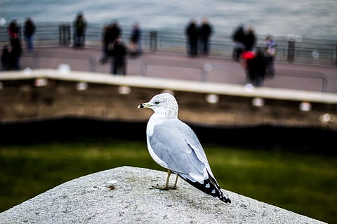 gris, blanc, ocell, posat, sòlid, superfície, animal, gavina, humà, persona, Estats Units, estàtua de la llibertat monument nacional, new york, colom, aigua, riu, mar, badia, paisatge, oceà, fons de pantalla, increïble, naturalesa, ocells, tarda, temes d'animals, vertebrats, fauna animal, animals a la natura, centrar-se en primer pla, un animal, barana, persones incidentals, dia, a l'aire lliure, arquitectura, mur de contenció, primer pla, 5K, CC0, domini públic, lliure de regalies