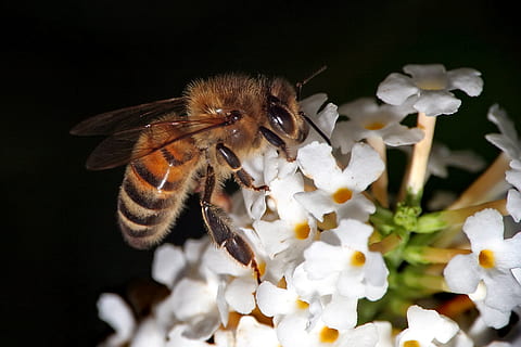 Biene, die Honig sammelt, Tierthemen, Blume, Tierwelt, Insekt, Tier, blühende Pflanze, ein Tier, wirbellos, Tiere in freier Wildbahn, Pflanze, Blütenblatt, Nahansicht, Zerbrechlichkeit, Schönheit in der Natur, Blütenkopf, Verletzlichkeit, Natur, Frische, keine Leute, weiße Farbe, Bestäubung, Pollen, schwarzer Hintergrund, 2K, CC0, gemeinfrei, lizenzfrei