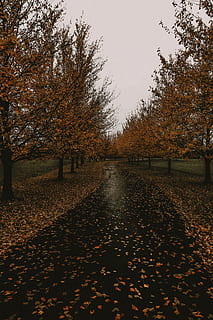 percorso vuoto, pianta, albero, acero, foglia, asfalto, tappeto, tronco d'albero, terra, foglie cadute, autunno, pioggia, boschetto, rosso, arancia, giorno di pioggia, piovoso, giallo, le foglie, modificare, parte vegetale, la tranquillità, natura, nessuno, bellezza nella natura, caduta, cielo, scena tranquilla, colore arancione, scenics - natura, parco, giorno, la strada davanti, all'aperto, parco - spazio creato dall'uomo, collezione autunnale, treelined, 4K, CC0, dominio pubblico, privo di copyright