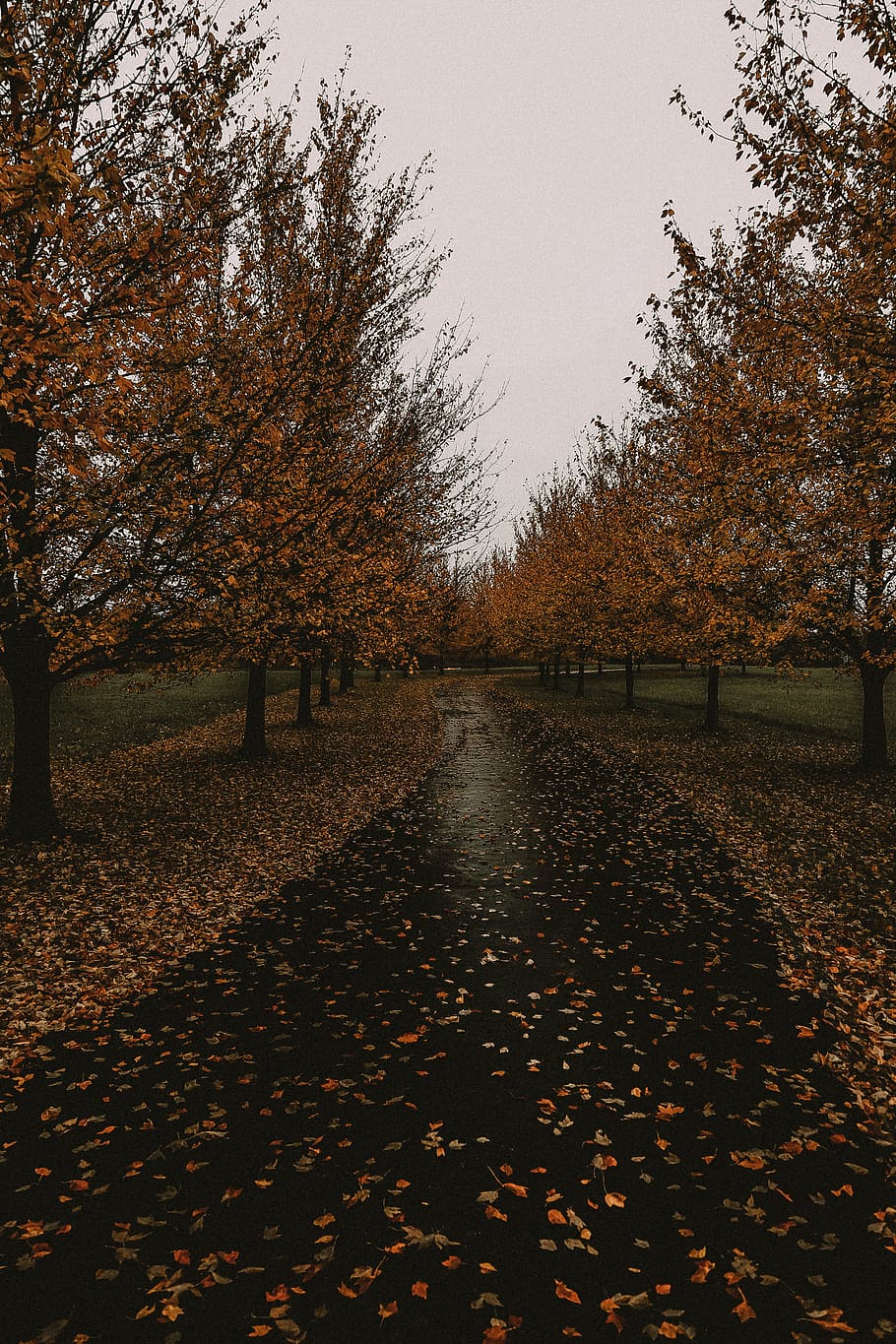 percorso vuoto, pianta, albero, acero, foglia, asfalto, tappeto, tronco d'albero, terra, foglie cadute, autunno, pioggia, boschetto, rosso, arancia, giorno di pioggia, piovoso, giallo, le foglie, modificare, parte vegetale, la tranquillità, natura, nessuno, bellezza nella natura, caduta, cielo, scena tranquilla, colore arancione, scenics - natura, parco, giorno, la strada davanti, all'aperto, parco - spazio creato dall'uomo, collezione autunnale, treelined, 4K