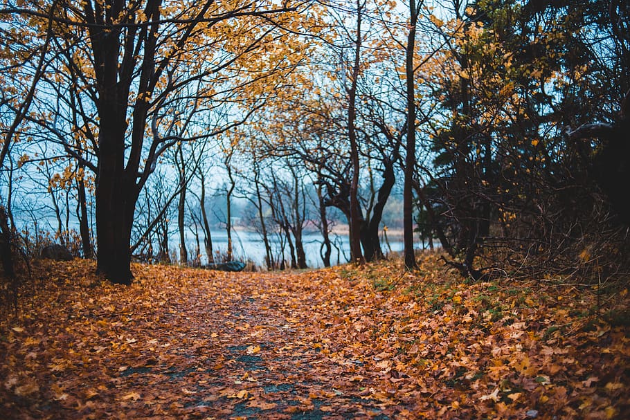 alberi con foglie gialle, albero, pianta, tronco d'albero, foglia, terra, Canada, st. Giovanni, foresta, autunno, sentiero nel bosco, strada forestale, acqua, lago, nebbia, lago della foresta, acero, alberi, modificare, la tranquillità, bellezza nella natura, parte vegetale, natura, scena tranquilla, scenics - natura, giorno, scena non urbana, nessuno, caduta, direzione, la strada davanti, crescita, all'aperto, bosco, le foglie, collezione autunnale, 5K