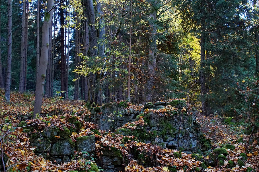 ruina, kamień, las, odchodzi, jesień, tajemniczy, dom, drzewo, roślina, wylądować, wzrost, Natura, spokój, piękno natury, dzień, lesisty teren, pnia drzewa, bagażnik samochodowy, żadnych ludzi, spokojna scena, scena pozamiejska, scenics - natura, światło słoneczne, zielony kolor, na dworze, rock - obiekt, 5K