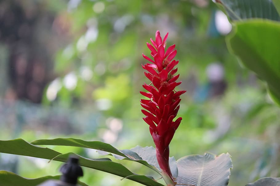 naturalesa, imatge, paisatge, humor, aigua, estiu, núvols, meditació, cigne, llac, banner, vinya, fantasia, florir, verd, posta de sol, dia, blau, planta, atmosfera, colorit, alpí, benestar, prat, primavera, creixement, centrar-se en primer pla, primer pla, bellesa a la natura, vermell, cap gent, full, part de la planta, flor, vulnerabilitat, planta amb flors, fragilitat, color verd, a l'aire lliure, frescor, tija de la planta, enfocament selectiu, cap de flor, 5K