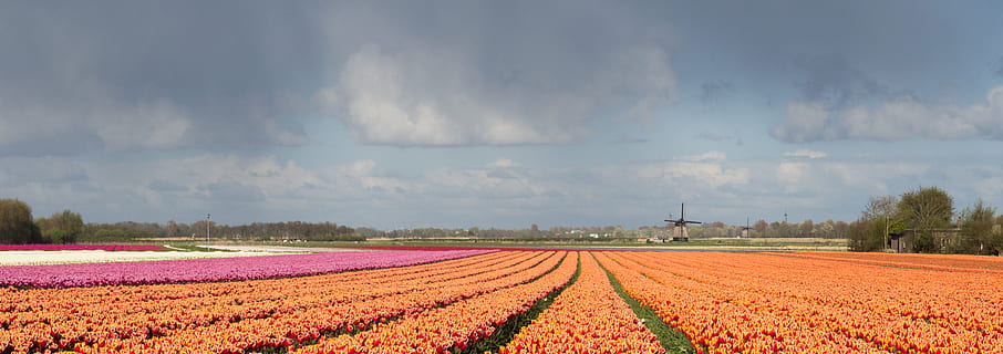 tulipa, tulp, molí de vent, molen, Països Baixos, nederland, Holanda, color, camp, planta, flor, planta amb flors, bellesa a la natura, paisatge, agricultura, núvol - cel, medi ambient, terra, cel, escena rural, creixement, naturalesa, escenics - natura, escena tranquil·la, tranquil·litat, granja, frescor, cap gent, primavera, a l'aire lliure, llit de flors, 4K, CC0, domini públic, lliure de regalies