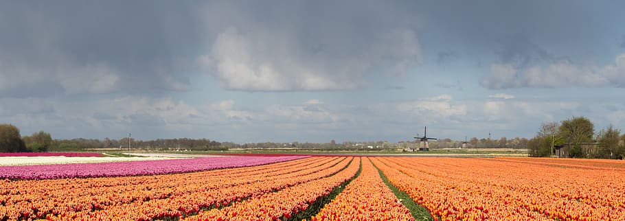 tulipa, tulp, molí de vent, molen, Països Baixos, nederland, Holanda, color, camp, planta, flor, planta amb flors, bellesa a la natura, paisatge, agricultura, núvol - cel, medi ambient, terra, cel, escena rural, creixement, naturalesa, escenics - natura, escena tranquil·la, tranquil·litat, granja, frescor, cap gent, primavera, a l'aire lliure, llit de flors, 4K
